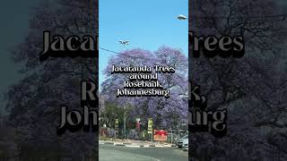 Jacaranda along Rosebank Johannesburg [upl. by Nylsirhc]