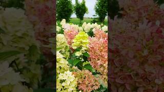 hydrangeaгортензияgardenгортензіяflowers parkjardinshortsアジサイсадnaturepaniclepaniculata [upl. by Idrahs871]