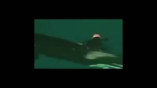 See What Happens When an Orca Attacks a Trainer [upl. by Ettelracs]