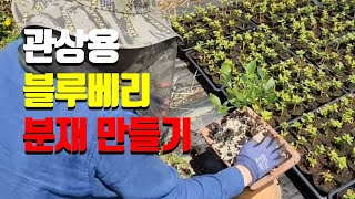 블루베리는 줄기는 관목으로 주축지는 6년이 경과하면 수분과 양분의 이동 경로인 형성층이 망가져 주축지 갱신을 하게 됩니다 주축지 수명이 짧은 블루베리로 분재를 만들어봤습니다 [upl. by Nehtan]