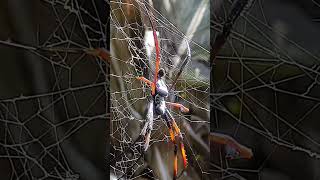 😱 MÂLE ou FEMELLE Néphile  😱 terrario halloween spider nature madagascar animals bug bugs [upl. by Ciryl272]