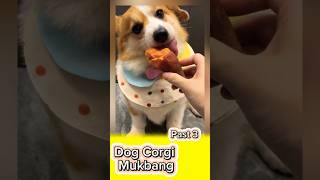 Dog Corgi Mukbang  tập 3 viral pets dog funny corgi animals dogshorts shorts [upl. by Yellah804]