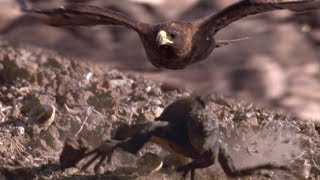 Hawk Hunts Iguanas for Her Young  BBC Earth [upl. by Acinoda]