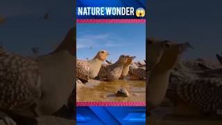 Facts about sandgrouse bird birds nature bird facts amazingfacts education shorts [upl. by Ethe]