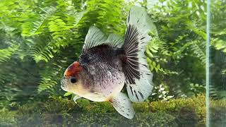 14499 female Kirin Rosetail Oranda [upl. by Jyoti627]