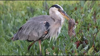 Great Blue Heron catches ginormous gopher in dramatic fashion [upl. by Edgell939]