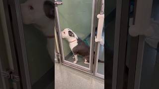 What a cutie Shuggie dog doglover americanbully pitbulls pitbull pets [upl. by Kaitlynn]