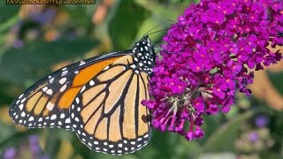 Migrating Monarchs find Buddleja Buzz Bliss [upl. by Retep588]