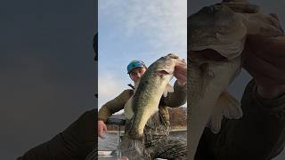 December bass fishing starting off right new video below scopin bassfishing shorts [upl. by Enos337]