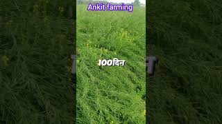 5222 सरसों की एक बेहतरीन किस्म ।5222 sarso beej 5222 45s46sarso kheti agri FARMINGGYAN farm [upl. by Aitat659]