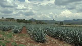 Proceso para Registrar plantaciones de Agave Tequilana Wever variedad azul [upl. by Litnahs]