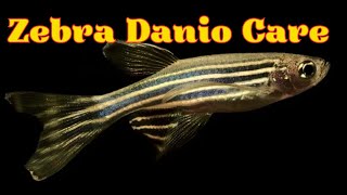 Zebra Danio Fish Danio Rerio Fish Tank Mates Breeding Feeding and Care Infomation [upl. by Anewor]