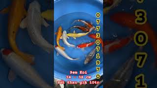 Combo 9em Koi Nhật nhiều màu sắc size 34  38 cm Sđt O77 3o7 197O cákoi koi cakoi koifish [upl. by Bell]