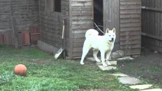 Captain  9 Month Old Japanese Akita [upl. by Starks]