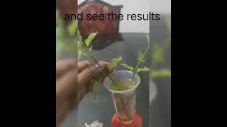 How to do water propagation Water gardeningpropagationplantpropagation plants gardeningtips [upl. by Wickner689]