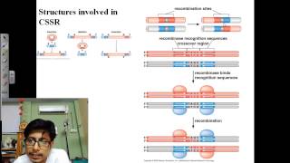 Genetic recombination lecture 2  site specific recombination [upl. by Hobart]