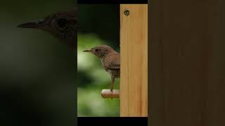 House Wren call shorts birds nature [upl. by Furlong]