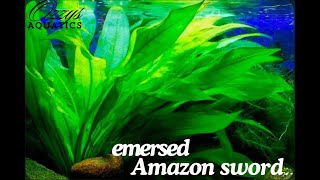 How To Grow Emersed Amazon Sword Step By Step Guide [upl. by Lowney]