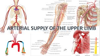 Arterial Supply To The Upper Limb  Anatomy [upl. by Patsy]