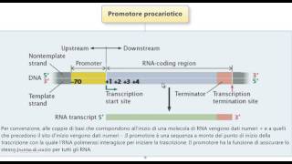 Test Medicina  Promotore procariotico [upl. by Ronn]