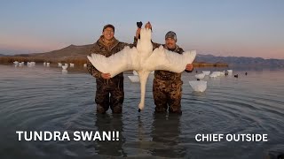 Tundra Swan Hunt North Americas largest game bird [upl. by Perle843]