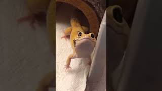 Little leopard gecko [upl. by Modeste]