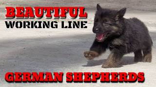 Beautiful Working Line German Shepherd GSD Puppies from Boskys Kennel Straight Back GSD Puppies [upl. by Terrill492]