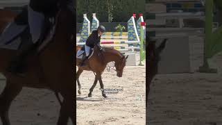 horse horseshowlife horseenthusiast equestrian horseplay horsefan edit horsegirlenergy [upl. by Ettennor]