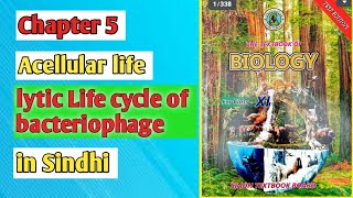 lytic cycle of bacteriophage class 11 biology Sindh board [upl. by Elleirua12]