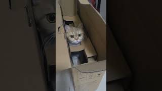 Daily life of cats Guagua and Benben cat twocats catlover funny cute pets memes memes amor [upl. by Navinod]