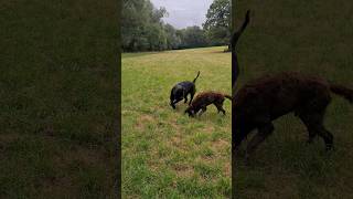 Cane Corso head butts Irish setter Dog Walking [upl. by Nyasuh]