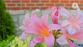 pink spider lily bulbs  lycoris pink flowers usa flowers [upl. by Galasyn376]