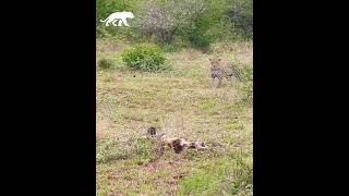 Leopardo intenta cazar a unos perros salvajes que estan dormidos [upl. by Tirrag343]