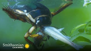 The Great Diving Beetle is an Impressive Underwater Hunter 💧 Macro Worlds  Smithsonian Channel [upl. by Alyahsat564]