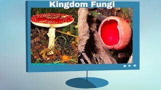 Kingdom Fungi Characteristics [upl. by Mick]