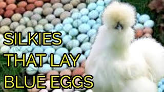 SILKIE FEATHERED EASTER EGGERS  Baby Silkie Chicken Update [upl. by Enimrac]