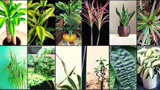 DRACAENA VARIETIES  Plants Weekly [upl. by Vastah]