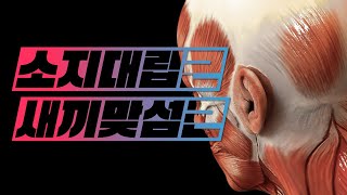 해부학  근육학 손근육hand muscles  새끼맞섬근소지대립근 opponens digiti minimi [upl. by Akimak]