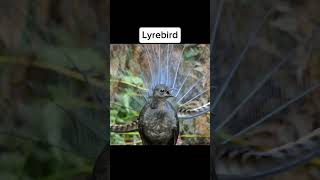 Weird bird sounds birdsounds trending ytshorts [upl. by Dimitri]