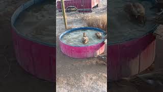 Khaki Campbell Ducks in their pool [upl. by Caressa]