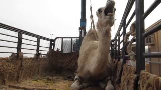 CAMEL UNLOADING [upl. by Akihsar]