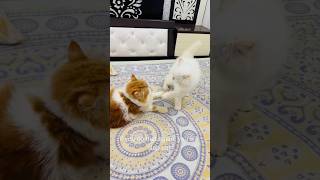 billu ka ek baccha black😳 catcomedy cat viralcat catvideo catshorts catwatch sajidcat [upl. by Lledner]