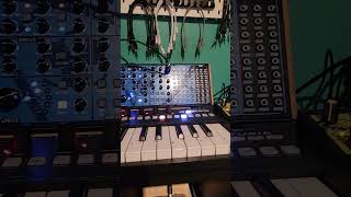 Butter Rum Bum behringerproton rolandtr6s synth cre8audio westpest behringermodeld [upl. by Gnuhn318]