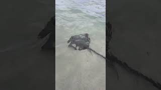 Sharing the sea with Stingrays sealife australia [upl. by Cummings664]