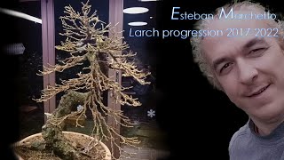 Larch Bonsai Larix decidua  five years progression by Esteban Marchetto [upl. by Nilrak792]