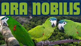 ARA NOBILIS  L ARA più PICCOLO che CE pappagalli parrots ara [upl. by Laurianne]