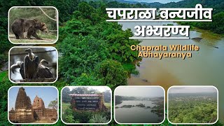 Chaprala Wildlife Sanctuary  चपराळा वन्यजीव अभयारण्य [upl. by Anitnegra482]