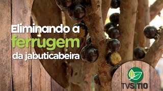 COMO ELIMINAR A FERRUGEM DA JABUTICABEIRA [upl. by Rancell]