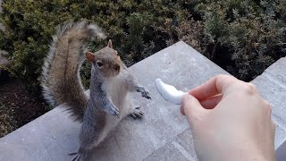 Squirrels reactions to coconut [upl. by Assilrac]