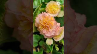 quotHow to Get Tons of Flowers on Your Begonia Plants  Expert Tips amp Tricksquot ytshorts begonia [upl. by Jeminah]